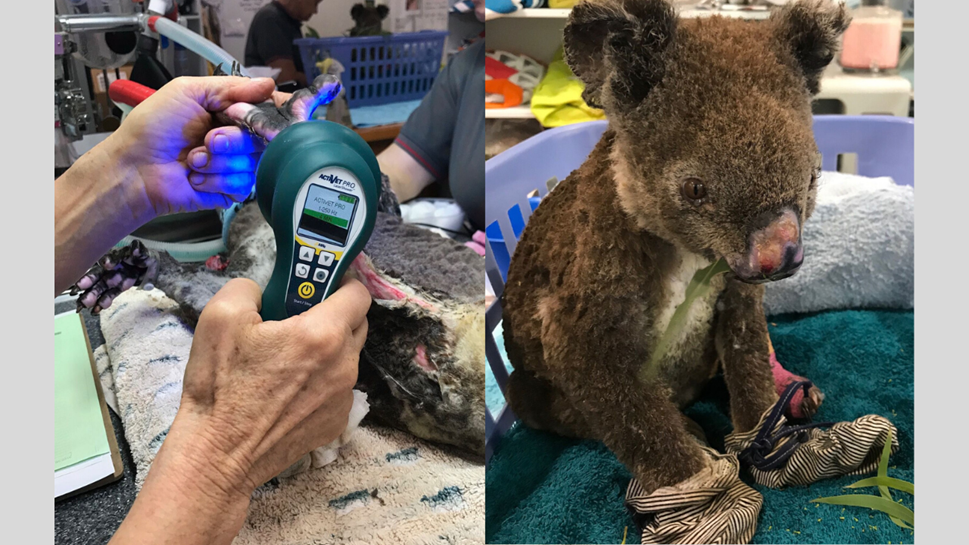 Koalas injured in Australian bushfires are treated with Multi Radiance Super Pulsed Laser Therapy to relieve pain and accelerate wound healing from severe burns.